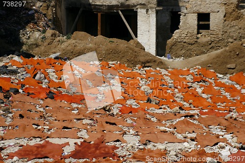 Image of Raw freshly colored animal skins drying in the sun. Tannery in F