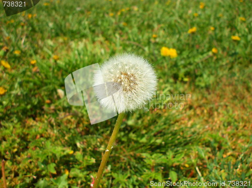 Image of Dandelion Seeds