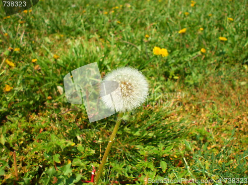 Image of Dandelion Seeds