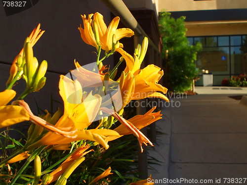 Image of Yellow Daylily Flowers