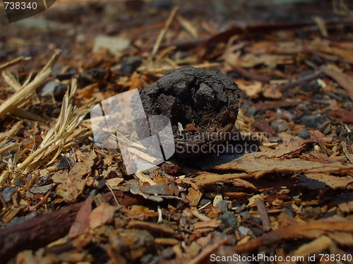 Image of Eucalyptus Seed