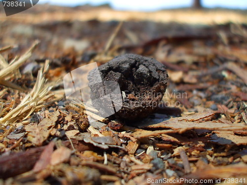 Image of Eucalyptus Seed