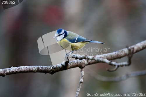 Image of blue tit