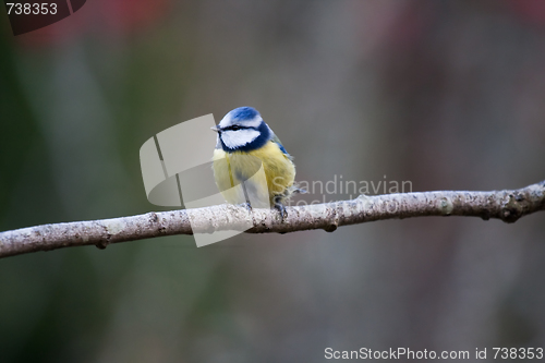 Image of blue tit