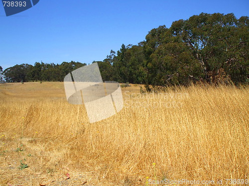 Image of Grass Field