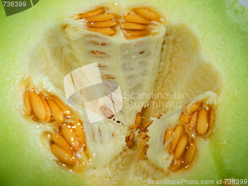 Image of Honeydew Melon