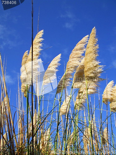 Image of Feather Plants