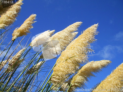 Image of Feather Plants