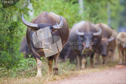 Image of cows and buffalos in thailand