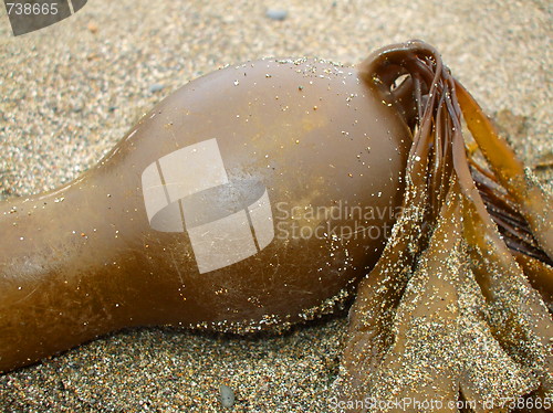 Image of Sea Kelp