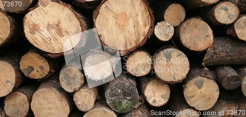 Image of Wood