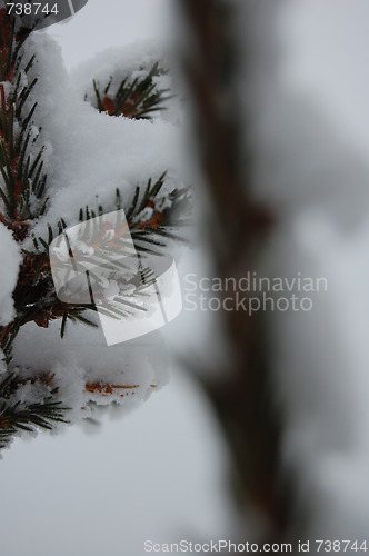 Image of Snowy