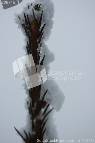 Image of Frozen