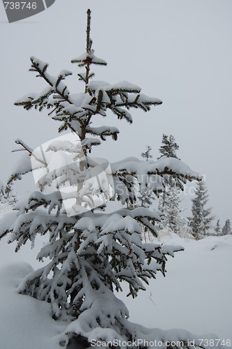 Image of Real Christmas tree
