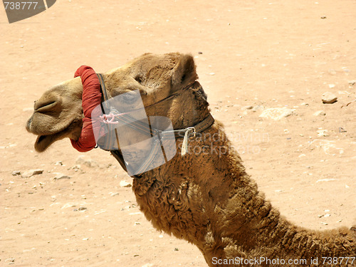 Image of Camel profile portrait