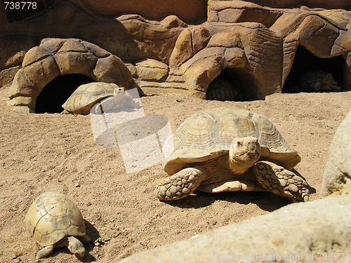 Image of Turtles and desert