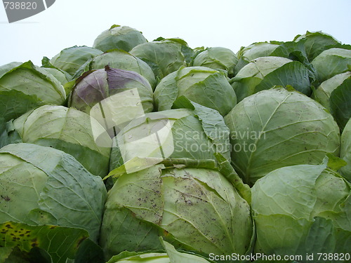 Image of cabbage