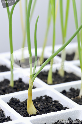 Image of Gardening, onion, Allium cepa transplants