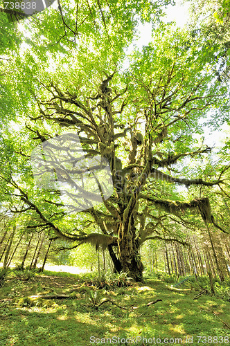 Image of Bigleaf Maple, Acer macrophyllum, Quinault Rainforest