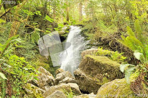 Image of Merriman Falls, Quinault Rainforest, Olympic National Park