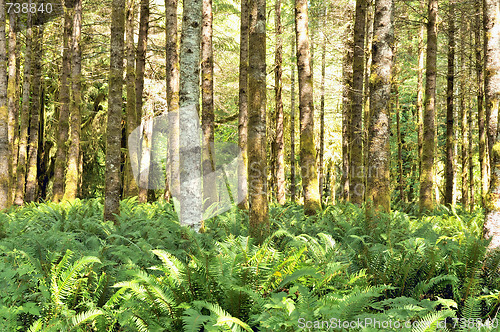 Image of Red Alders and ferns, Quinault rainforest, Olympic National Park