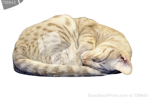 Image of Ocicat Kitten Sleeping with clipping path