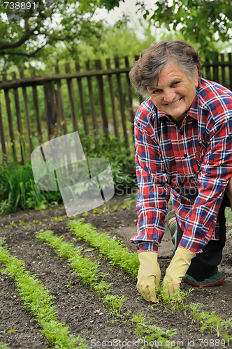 Image of Senior woman gardening