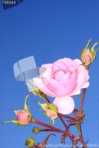 Image of pink rose