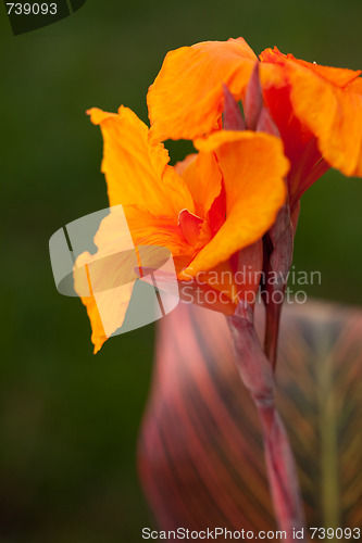 Image of Radiant Canna Lily