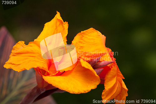 Image of Radiant Canna Lily