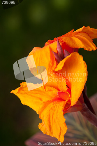 Image of Radiant Canna Lily