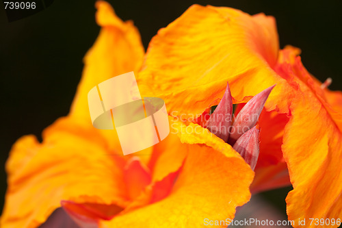 Image of Radiant Canna Lily