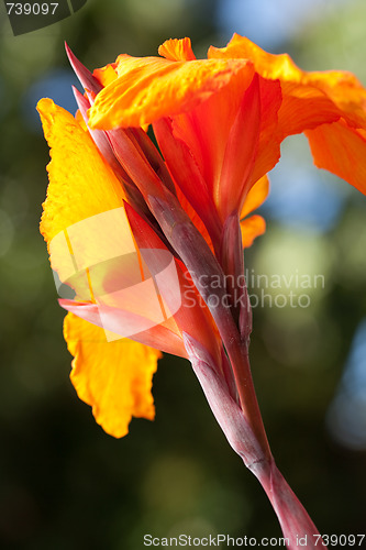 Image of Radiant Canna Lily