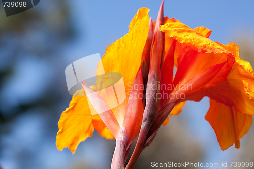 Image of Radiant Canna Lily