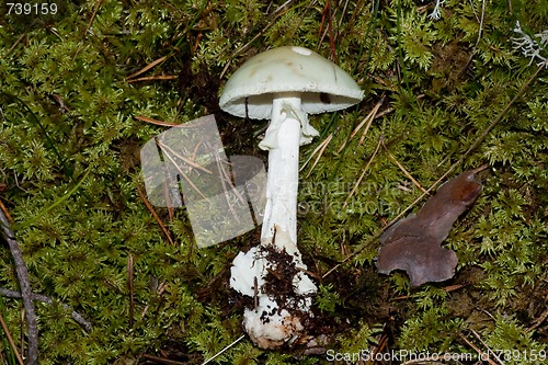 Image of Citron amanita