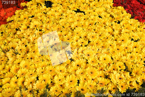 Image of Yellow Gerberas