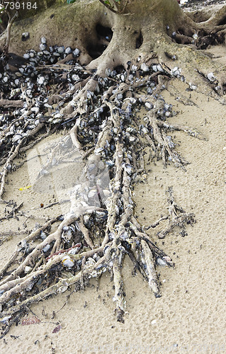 Image of Mangroves