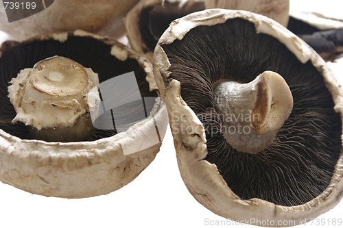 Image of Mushrooms
