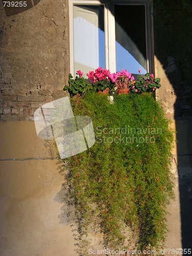 Image of Flowers at the Window,Siena, Tuscany, Italy