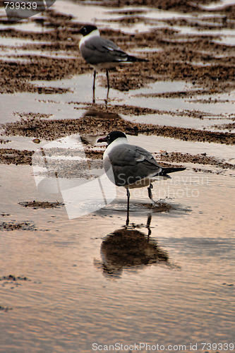 Image of Seagulls in South Padre Island, Texas