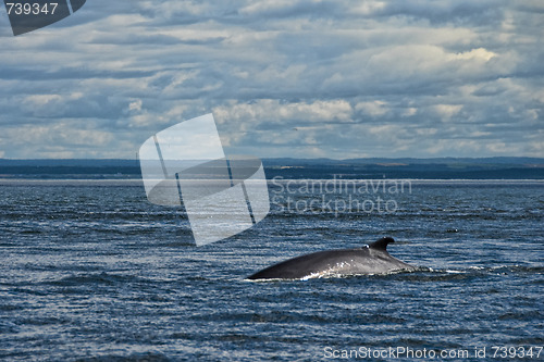 Image of Whale Search, Tadoussac, Canada