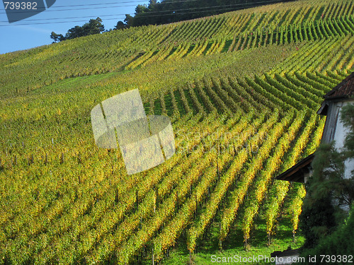 Image of Field near Strasbourg, France, 2006