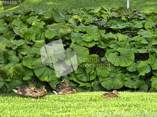 Image of Giant Leaves, Odense, Denmark, August 2006