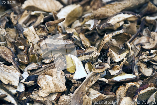 Image of Dried Boletus Mushrooms, Lucca, Italy