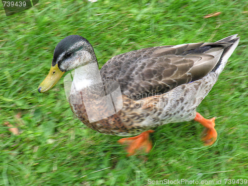 Image of Duck in Odense, Denmark, August 2006