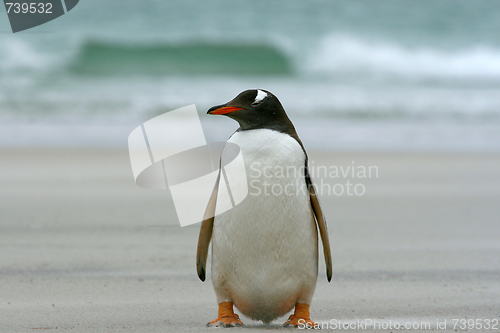 Image of Gentoo penguin (Pygoscelis papua)