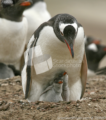 Image of Gentoo penguins (Pygoscelis papua)