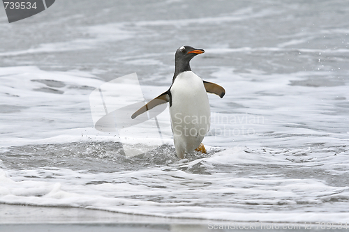 Image of Gentoo penguin (Pygoscelis papua)