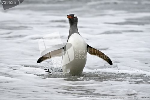 Image of Gentoo penguin (Pygoscelis papua)