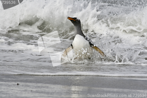 Image of Gentoo penguin (Pygoscelis papua)